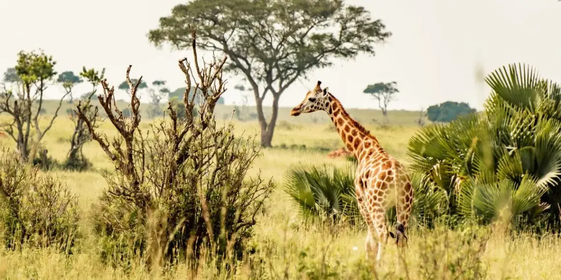 Curiosidade sobre as girafas