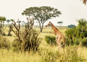 Curiosidade sobre as girafas