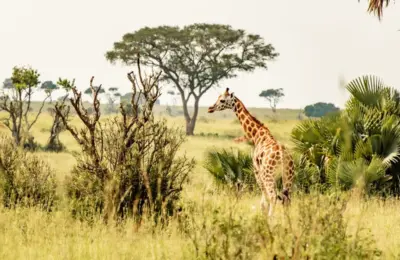Curiosidade sobre as girafas