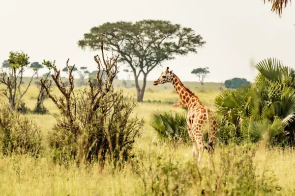 Curiosidade sobre as girafas