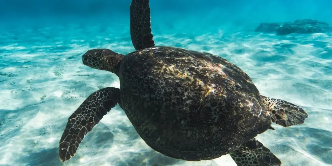 Curiosidades da Tartaruga Marinha