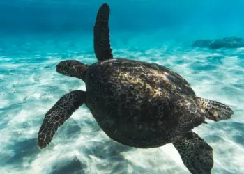 Curiosidades da Tartaruga Marinha