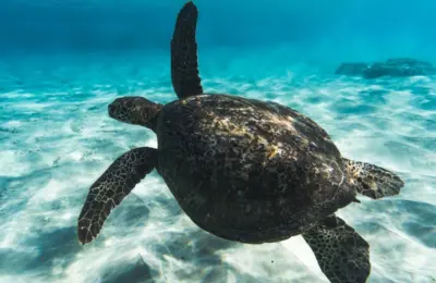 Curiosidades da Tartaruga Marinha