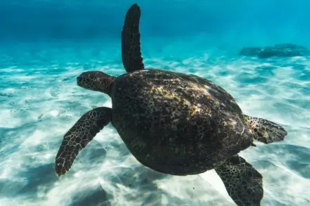 Curiosidades da Tartaruga Marinha