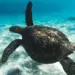 Curiosidades da Tartaruga Marinha