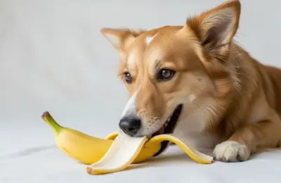 Frutas que cachorros podem comer