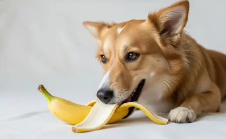 Frutas que cachorros podem comer