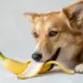 Frutas que cachorros podem comer