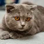 Gato doméstico de pelo curto