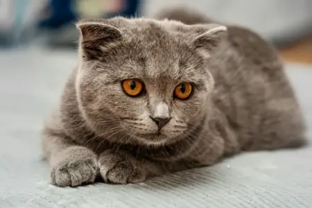 Gato doméstico de pelo curto