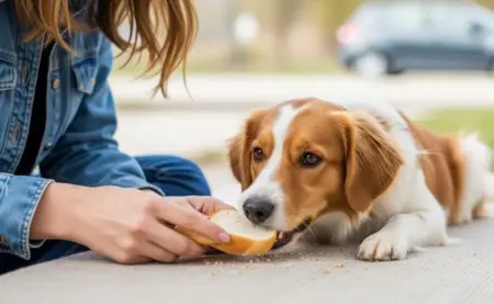 cachorro pode comer pão