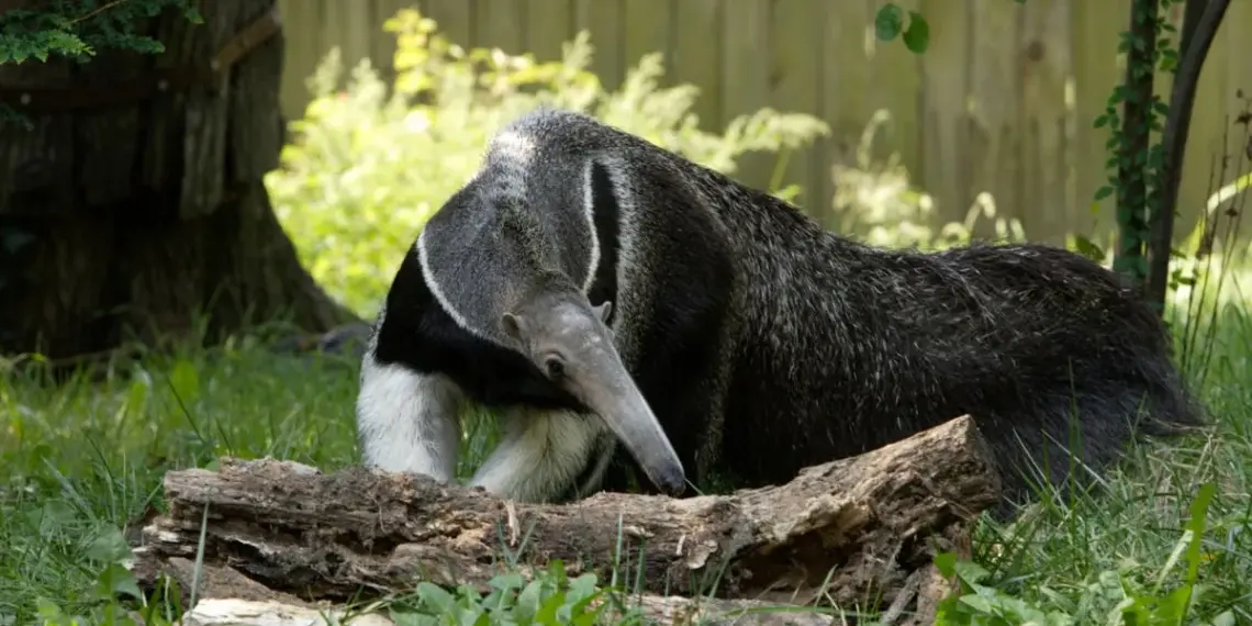 Curiosidade do tamanduá bandeira
