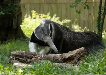 Curiosidade do tamanduá bandeira
