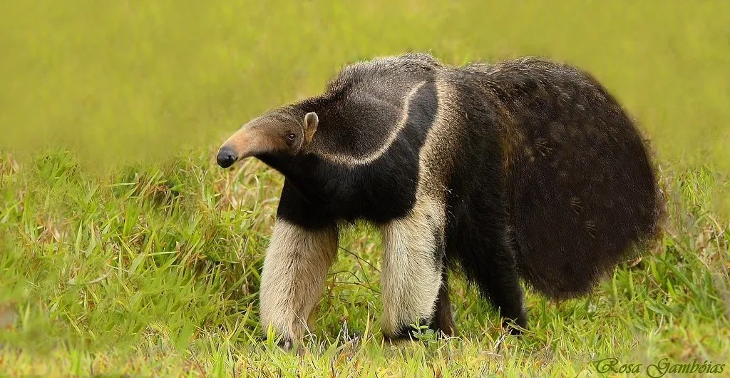 curiosidade do tamanduá bandeira