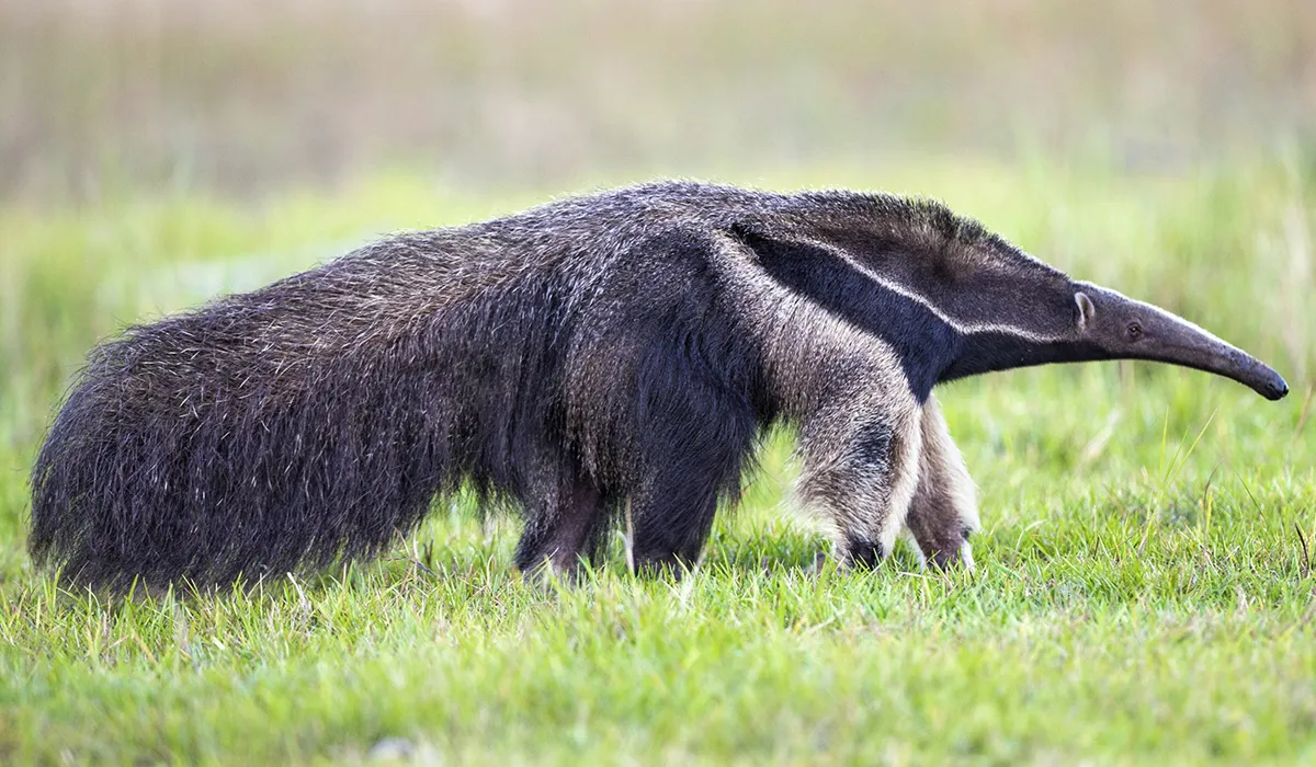 curiosidade do tamanduá bandeira
