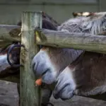 Three donkeys eating a carrot through a wooden fence at a farm on a sunny day.