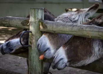 Three donkeys eating a carrot through a wooden fence at a farm on a sunny day.