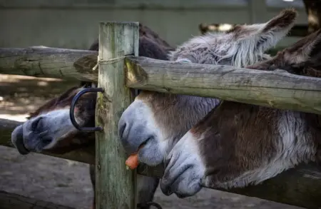 Three donkeys eating a carrot through a wooden fence at a farm on a sunny day.