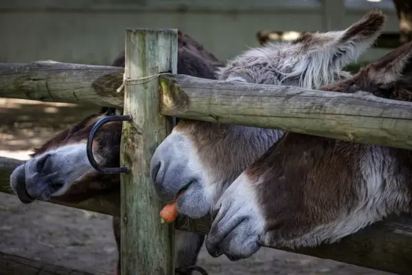 Three donkeys eating a carrot through a wooden fence at a farm on a sunny day.