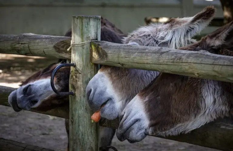Three donkeys eating a carrot through a wooden fence at a farm on a sunny day.
