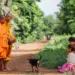 Cambodian Mom and Daughter Offer Alm to Monk on Their Morning Rounds