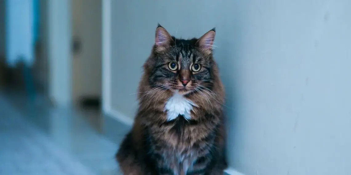 gato doméstico de pelo longo