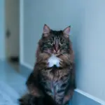 gato doméstico de pelo longo