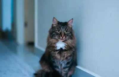 gato doméstico de pelo longo