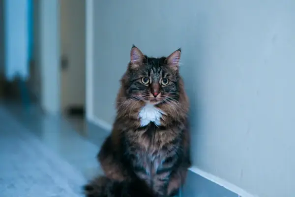 gato doméstico de pelo longo