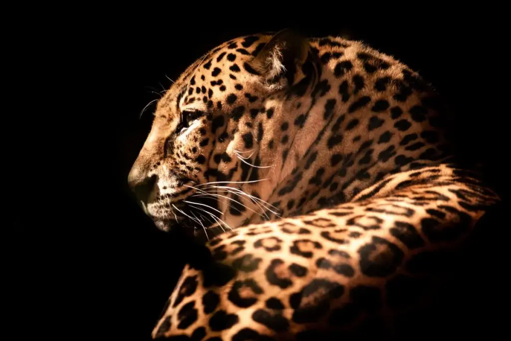 gato leopardo asiático
