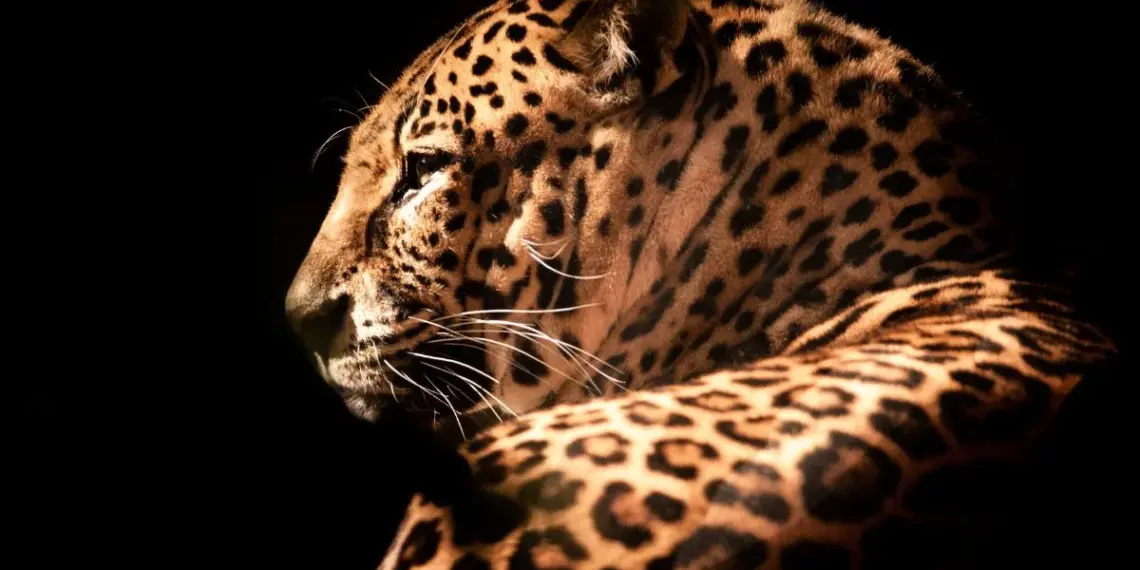 gato leopardo asiático
