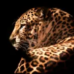 gato leopardo asiático