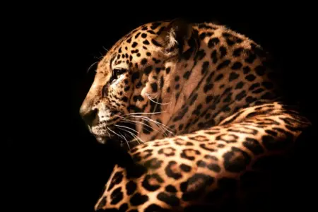 gato leopardo asiático