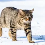 gato savannah domestico