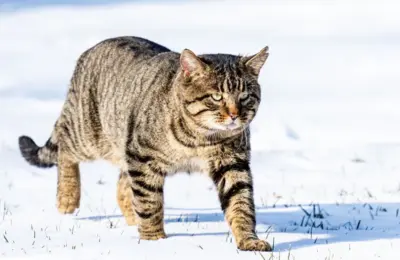 gato savannah domestico