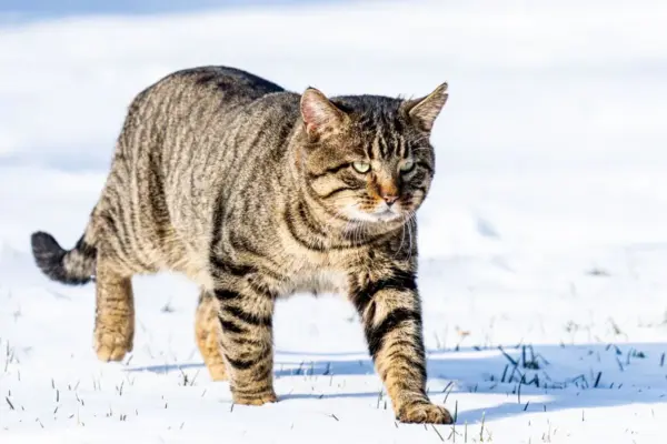 gato savannah domestico