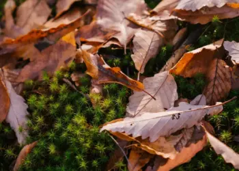 Close-up of brown autumn leaves on lush green moss, capturing the essence of fall.