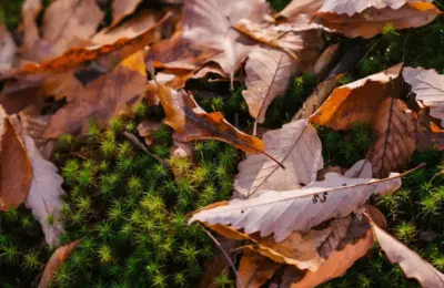 Close-up of brown autumn leaves on lush green moss, capturing the essence of fall.