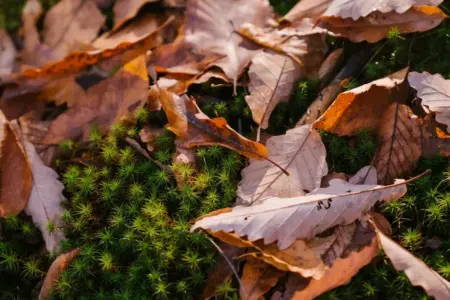 Close-up of brown autumn leaves on lush green moss, capturing the essence of fall.