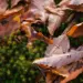Close-up of brown autumn leaves on lush green moss, capturing the essence of fall.