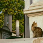O Coelho: Descubra Curiosidades Fascinantes Sobre Ele! 3 Idade de gato: Descubra se seu felino é jovem ou velho!