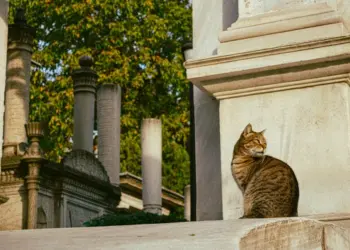Idade de gato: Descubra se seu felino é jovem ou velho! 9 cat age
