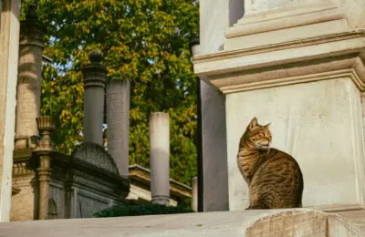 cat age