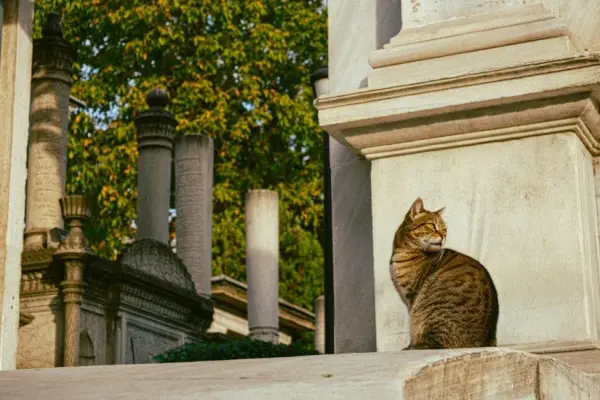 cat age