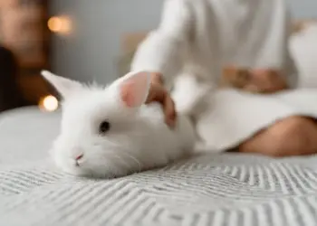 A fluffy white rabbit resting on a cozy bed with a relaxed human nearby, indoors.