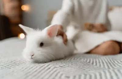 A fluffy white rabbit resting on a cozy bed with a relaxed human nearby, indoors.