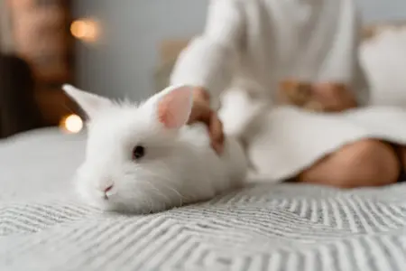 O Coelho: Descubra Curiosidades Fascinantes Sobre Ele! A fluffy white rabbit resting on a cozy bed with a relaxed human nearby, indoors.