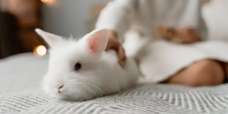 O Coelho: Descubra Curiosidades Fascinantes Sobre Ele! 1 A fluffy white rabbit resting on a cozy bed with a relaxed human nearby, indoors.