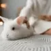O Coelho: Descubra Curiosidades Fascinantes Sobre Ele! 13 A fluffy white rabbit resting on a cozy bed with a relaxed human nearby, indoors.