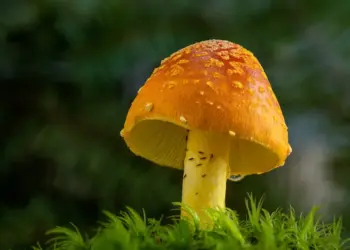 Plantas Tóxicas para Gatos: Você Conhece os Riscos? 10 Close-up view of a vibrant orange mushroom with a textured cap in a lush forest setting.